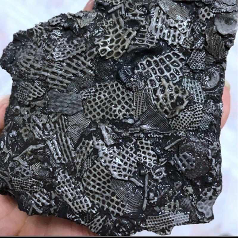 天然苔藓虫原石海百合腕足古生物化石地球礼物科普教学收藏伴手礼