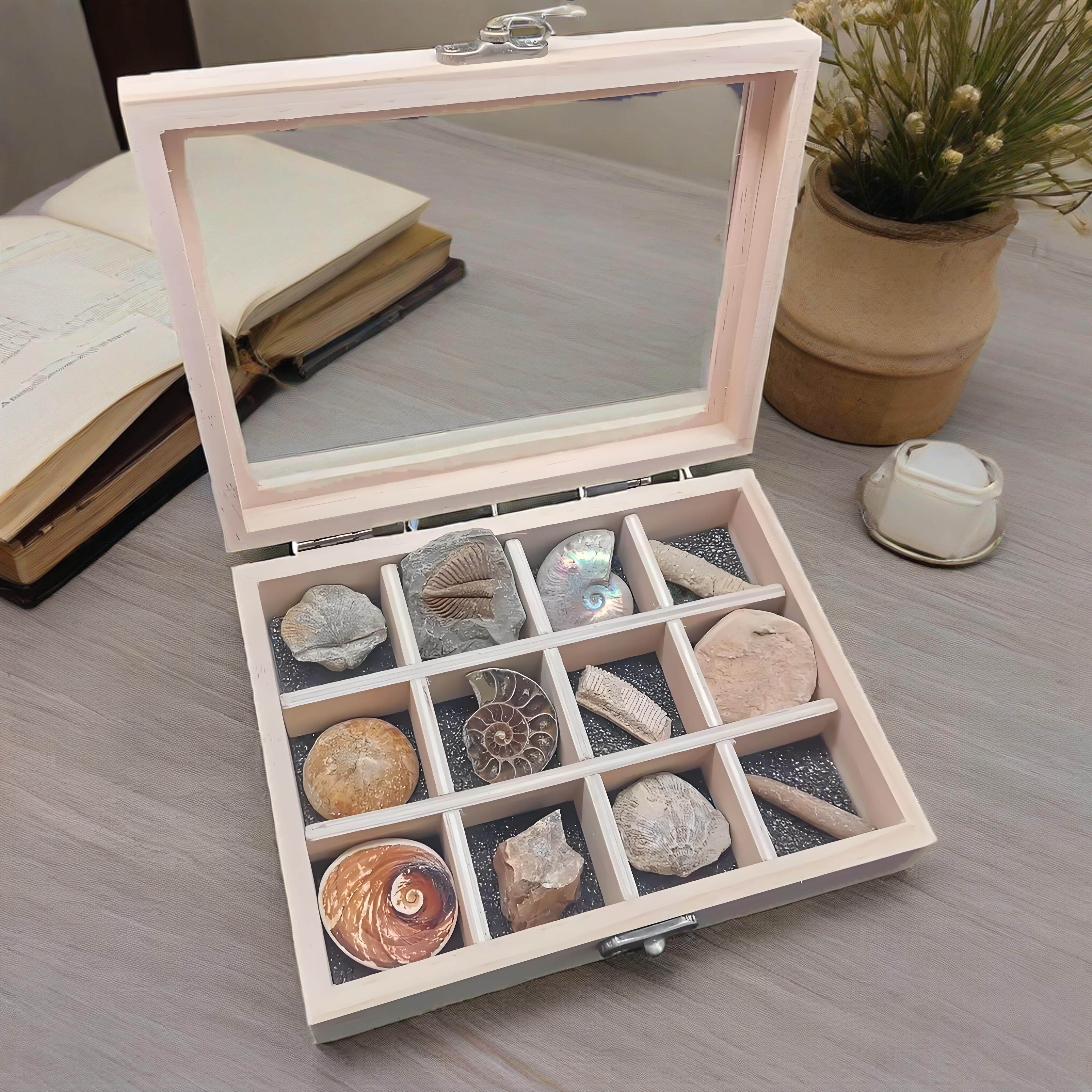 12种地球十二纪古生物化石地质标本套盒科普礼盒侏罗纪三叶虫菊石