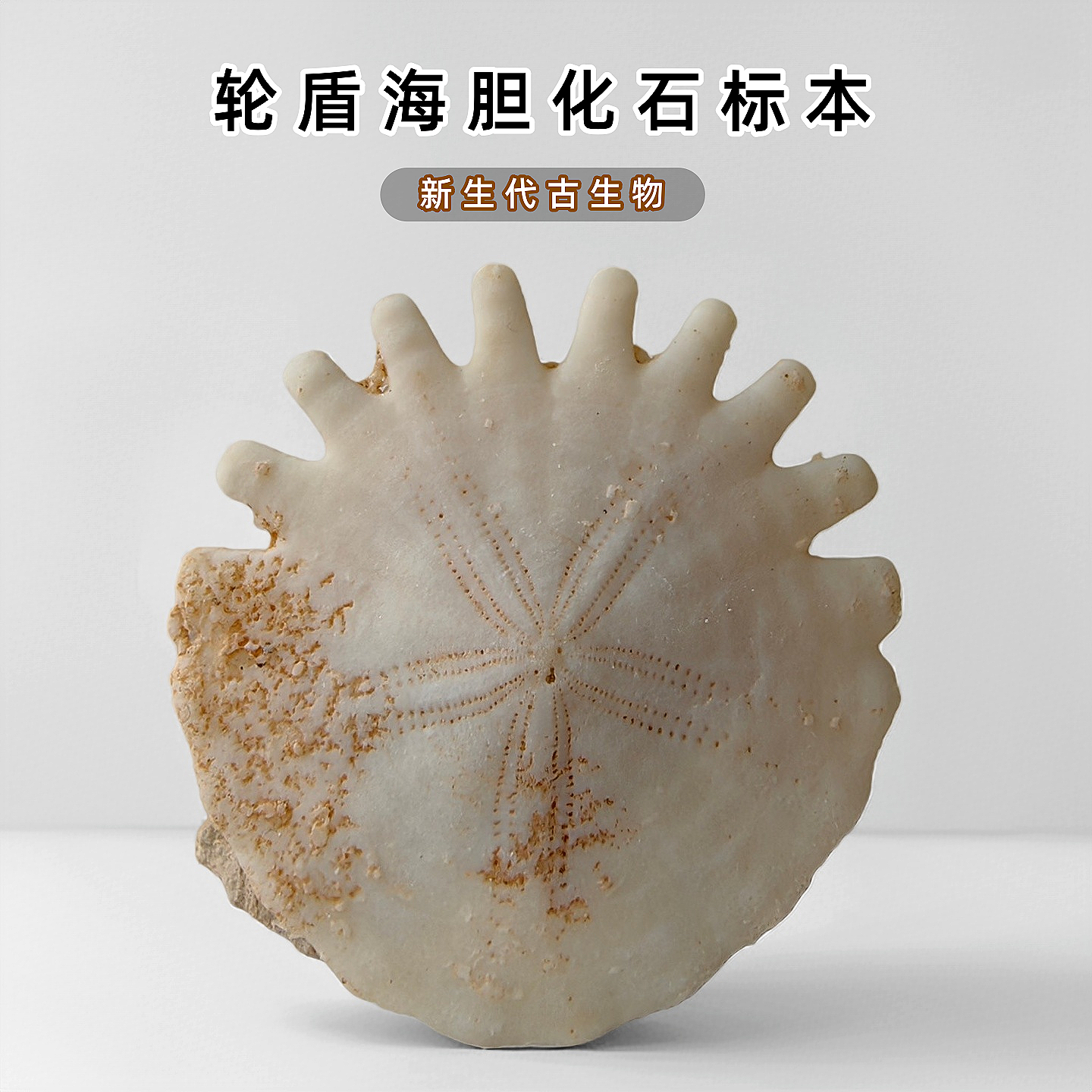天然摩洛哥新生代轮盾海胆化石原石标本儿童地质科普收藏礼物摆件