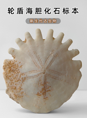 古生物沙币沙钱海胆化石节日礼物