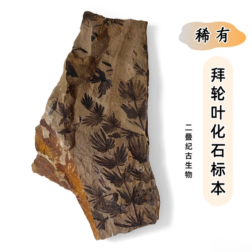 二叠纪东方拜轮叶蕨类化石多品种