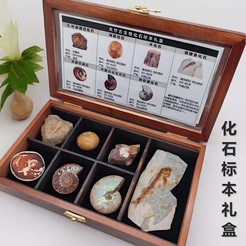 七格天然古生物鱼植物海胆菊石三叶虫螺化石标本礼盒儿童科普礼物