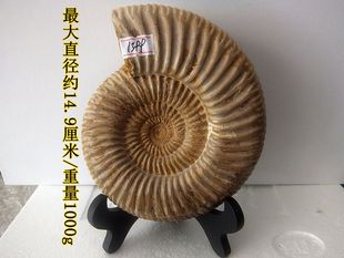 巴甫洛夫菊石化石抛光石材摆放抛光动物招财海洋生物科普标本9999