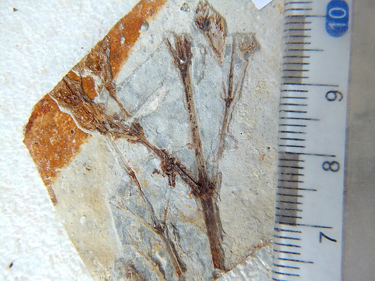 天然植物化石摆放石材植物果实招财银杏怀旧古生物科普标本9999