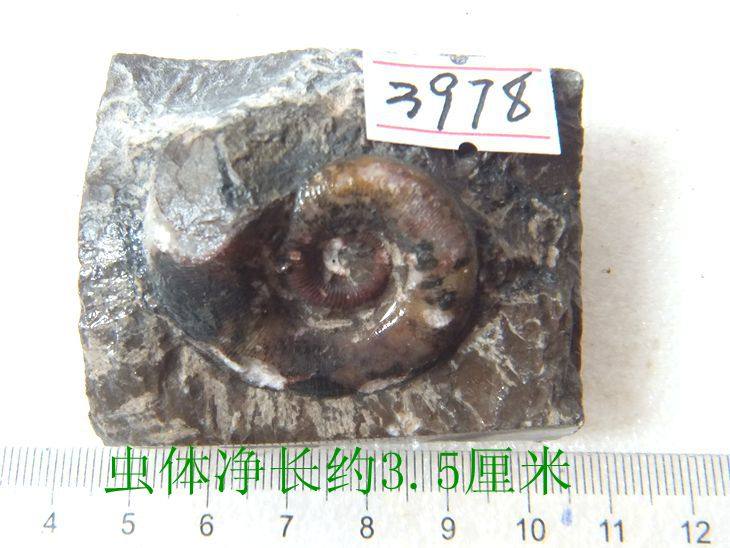 天然喇叭角石化石摆放动物石材招财复古古生物科普教学标本9999