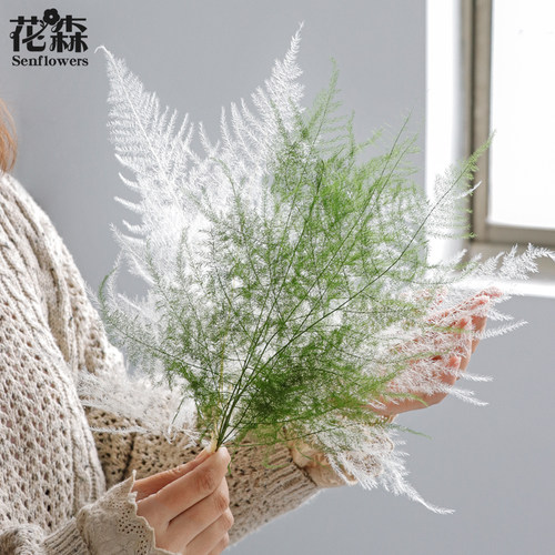 花森进口文竹插花居家