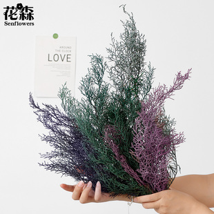 进口日本大地农园鹿角松永生花干花保鲜花01260圣诞节树松柏松枝