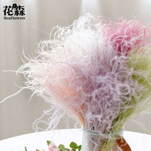 花森羽毛草仙气飘飘颜色正