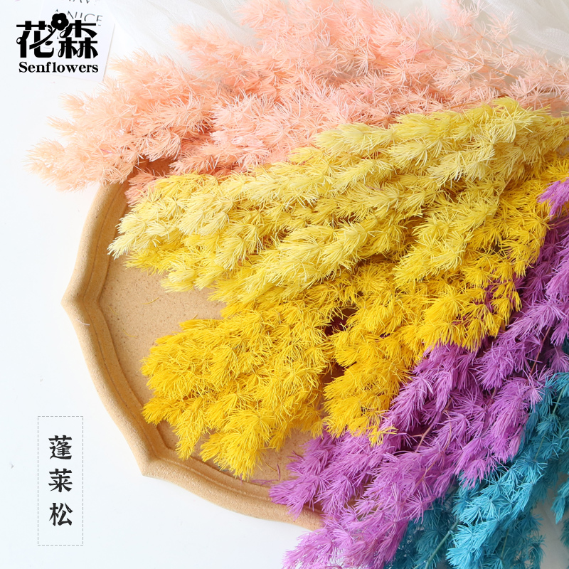 花森蓬莱松形态优美有韵味