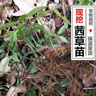 现挖茜草苗新鲜茜草根 茜草藤叶红根草拉拉秧根入药天然染料