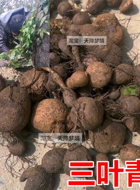 山上现挖新鲜三叶青250克包邮