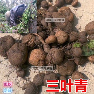 山上现挖新鲜三叶青250克包邮
