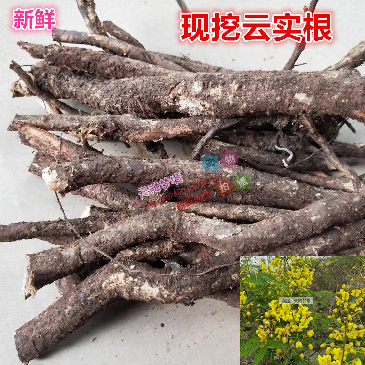 现挖云实根 黄牛刺根斗米虫树根 阎王刺根药材 新鲜云实树根500克