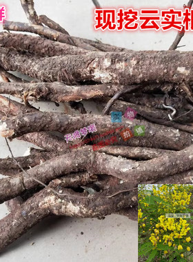 现挖云实根 黄牛刺根斗米虫树根 阎王刺根药材 新鲜云实树根500克