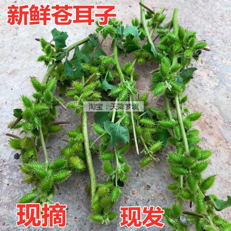 新鲜苍耳子绿色带杆苍耳根