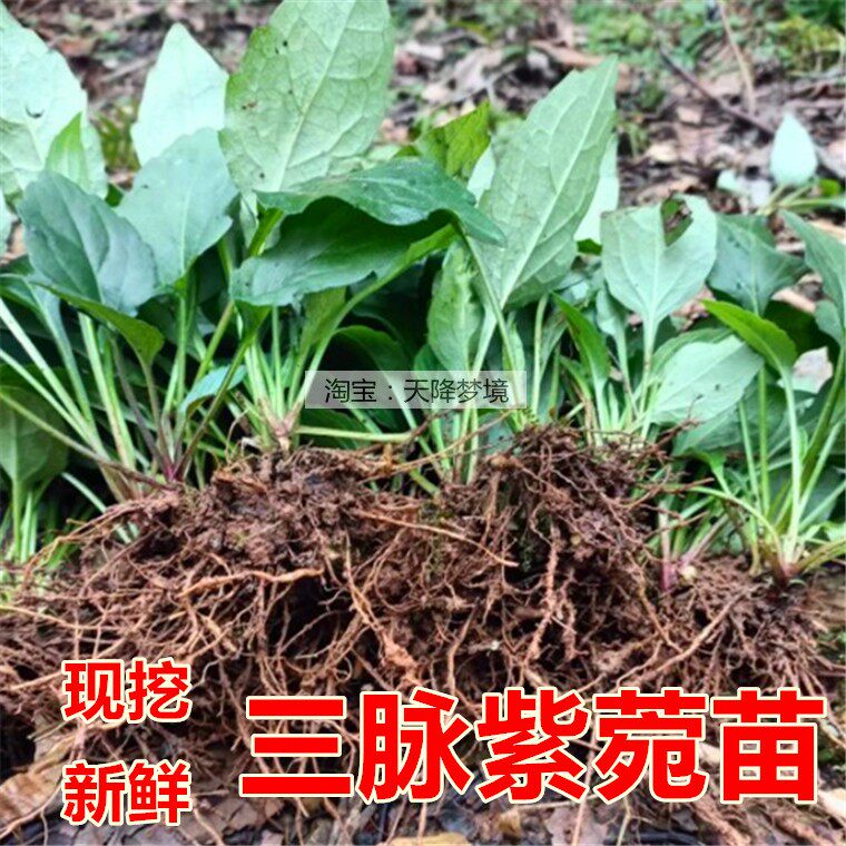 三脉紫菀苗 药材 新鲜三脉紫菀 白升麻 三脉叶马兰 多年生草药苗