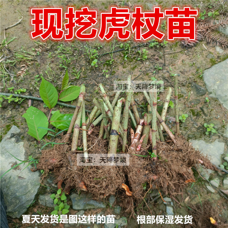 现挖虎杖苗根部保湿发货图片