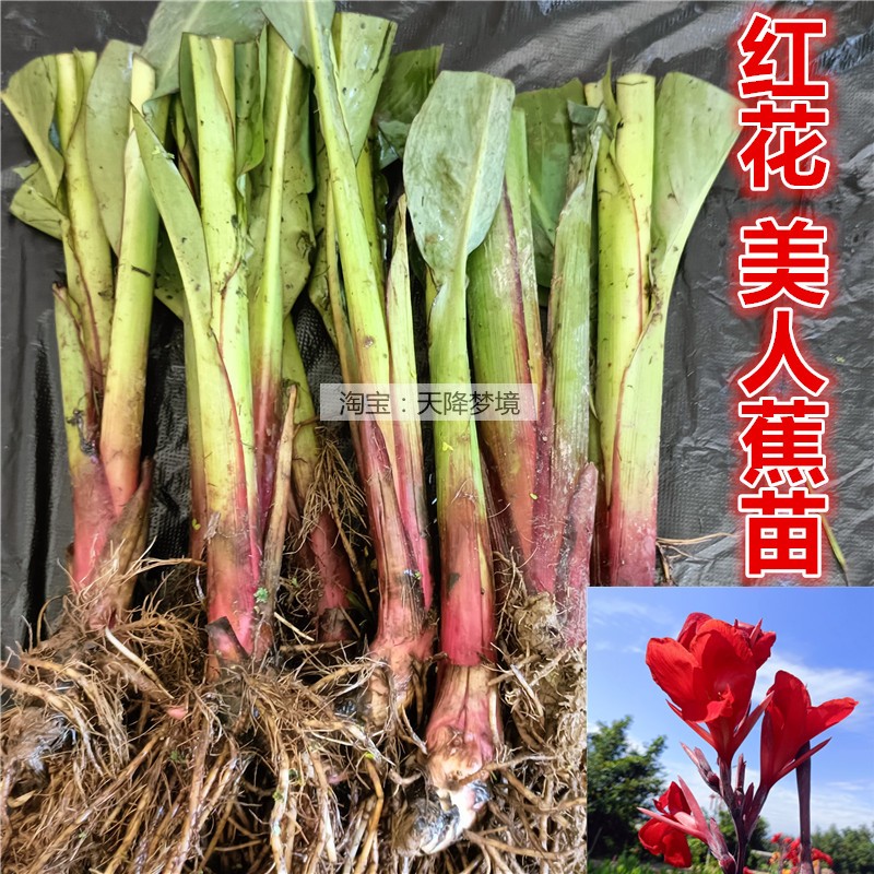 红花美人蕉苗黄花美人蕉苗湿地公园造景水菖蒲苗大花美人蕉苗水生