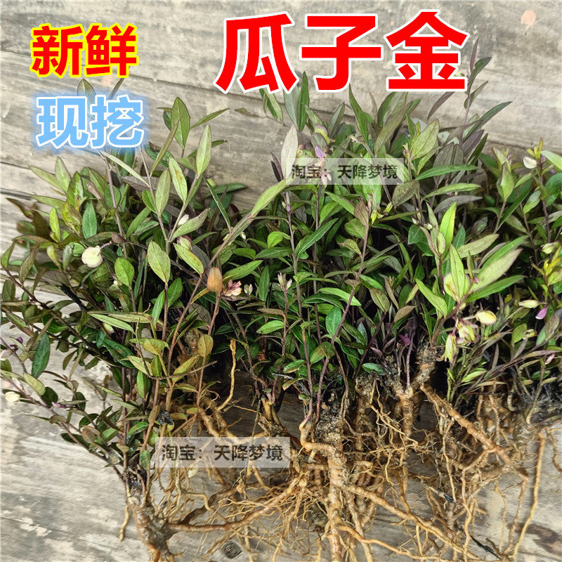 山上现挖新鲜瓜子金药材金锁匙高脚瓜子草 瓜子金产后草250克包邮