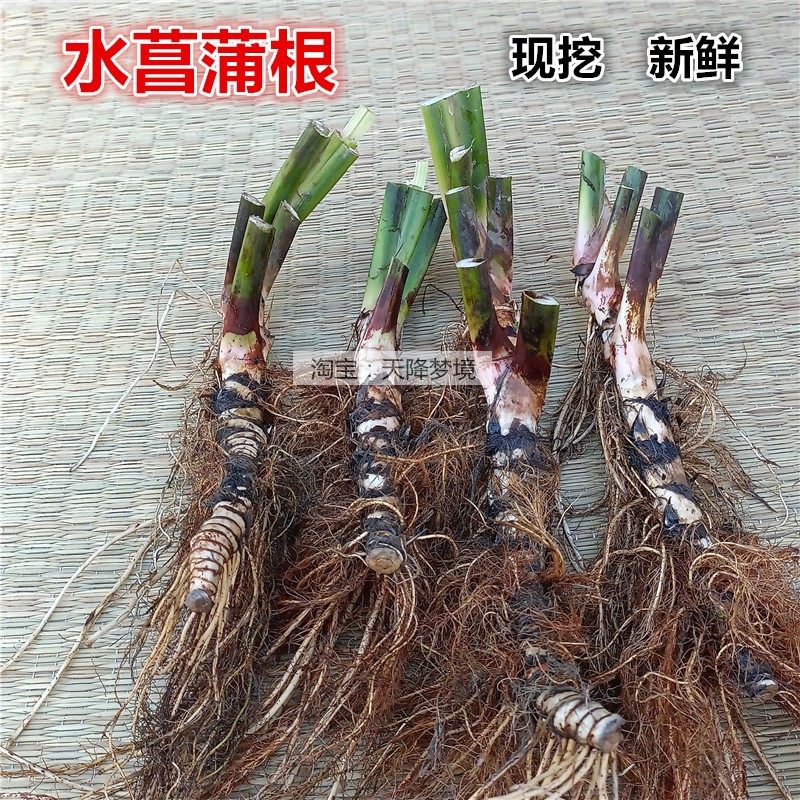 新鲜臭蒲根 现挖水菖蒲根 白菖蒲带须水菖蒲全株 水菖蒲叶子500克