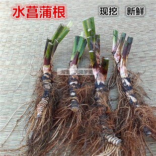 新鲜臭蒲根 现挖水菖蒲根 白菖蒲带须水菖蒲全株 水菖蒲叶子500克