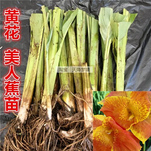 黄花美人蕉苗大花可湿地旱地种植
