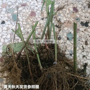 三脉紫菀苗 药材 新鲜三脉紫菀 白升麻 三脉叶马兰 多年生草药苗