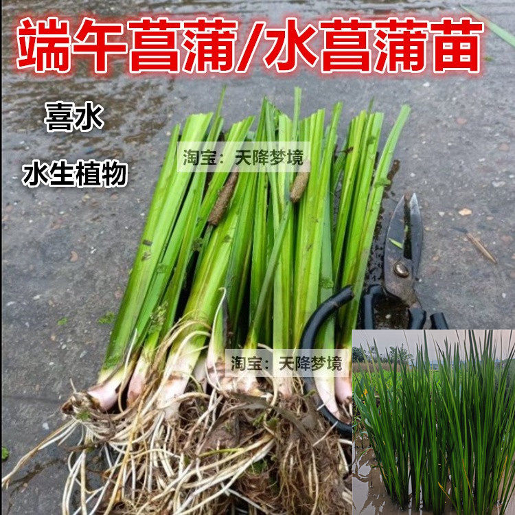 水菖蒲苗10棵庭院绿化水生植物