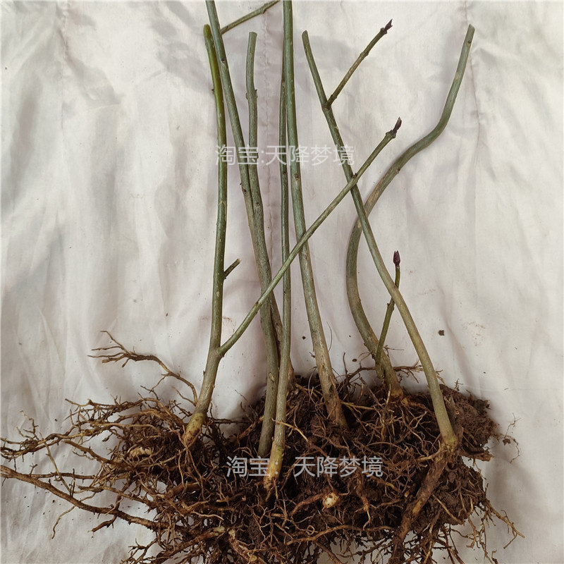 臭牡丹苗 臭八宝 臭牡丹根 臭牡丹叶多年生植物苗现挖臭牡丹苗