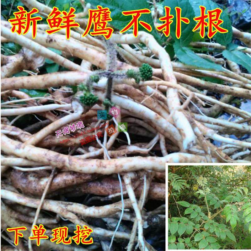 新鲜鹰不扑根小郎伞鸟不宿楤木百鸟不落药材现挖鹰不扑500克包邮