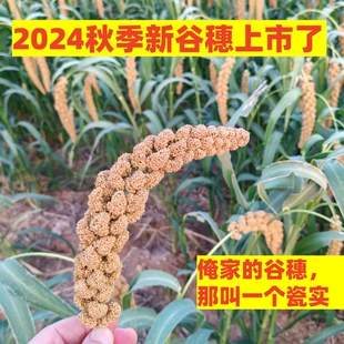 2025天然新鲜精挑黄谷穗鹦鹉零食小米穗益智学吃互动训练奖励2024