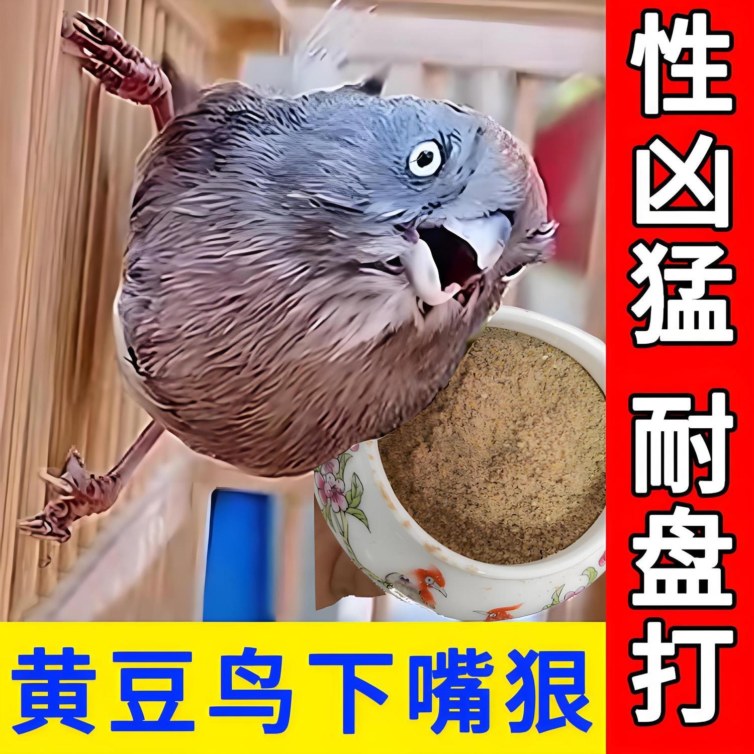 黄豆鸟食饲料【上性快】