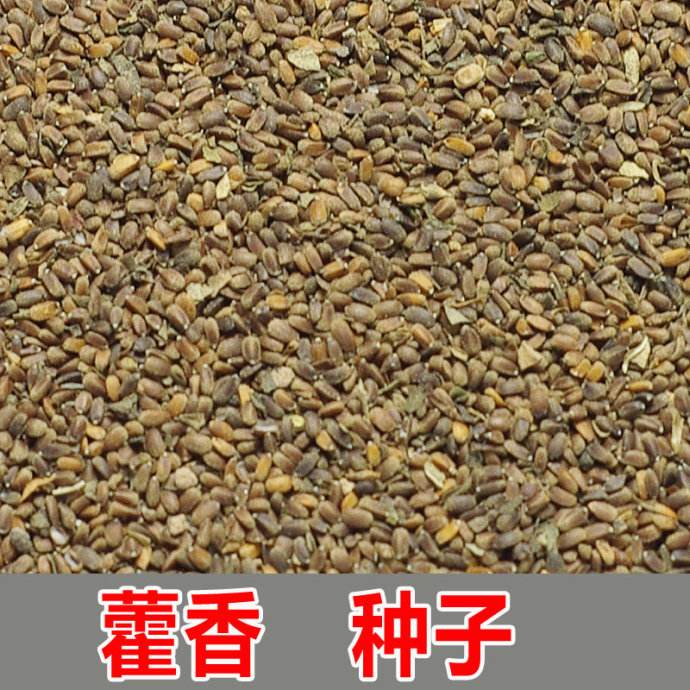藿香种子四季播食用药用藿香种子籽五香叶植物种子室外驱蚊种子