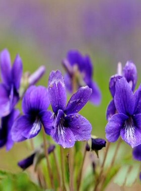 紫花地丁花种子多年生矮生耐寒耐荫地被景观种子龙胆苦地丁草种子
