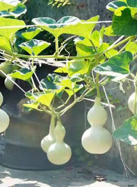 手捻葫芦种籽 八宝大酒亚腰手捻瓢文玩葫芦种子 葫芦苗秧种孑籽