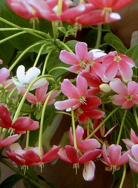 散装花卉药材使君子种子史君子