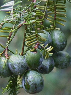 林木种子 香榧种子 榧子种子 三代果香榧树种子 材种子