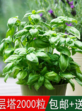 香草种九层塔种子野薄荷金不换满园香满姨香圣约瑟夫草甜罗勒种子