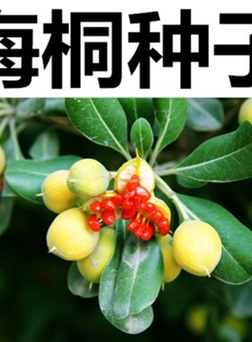 优质林木种子 花卉种子 海桐种子 苗木种子海桐球种子净种子包邮