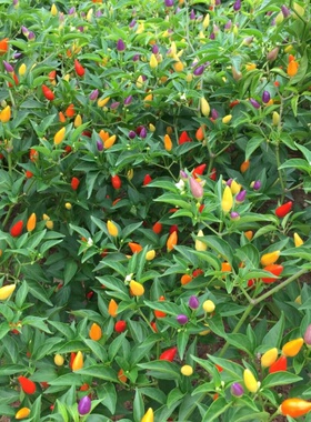 七彩椒食用五彩椒蔬菜种子阳台花卉盆栽花种室内四季开花花种籽子