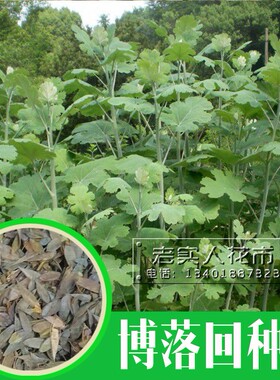 散装博落回种子 勃逻回 勃勒回 菠萝筒 大叶莲种子 包邮药材种子