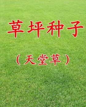 正宗天堂草种子矮生百慕大草籽四季青耐践踏不用修剪小区公园绿化