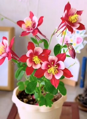 耧斗菜种子四季播种开花多年生耐寒耐阴室内阳台盆栽花卉春季花籽