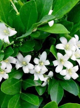 七里香种子 万里香 九秋香九树香黄金桂种子 月橘种子千里香种子