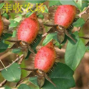 金樱子苗野生种子刺梨子树苗金英子刺糖罐泡酒料材带土