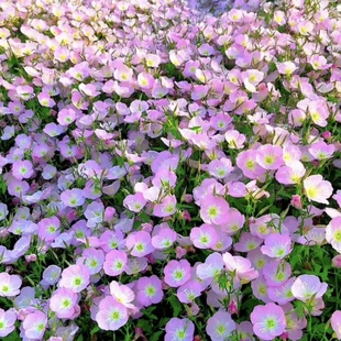 美丽的月见草花种籽子四季播种开花夏季耐热耐寒易活庭院室外花卉