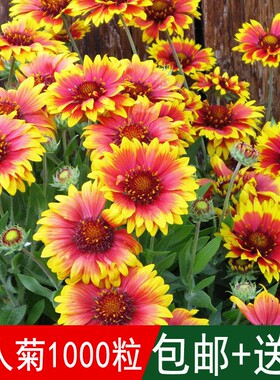 溢芳种业出售花海专用草籽天人菊种子菊花虎皮菊观赏效果好