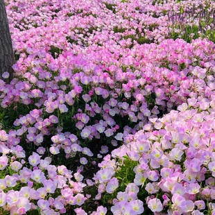 美丽月见草花种子四季播种开花易活花籽阳台花卉庭院室外花种籽子