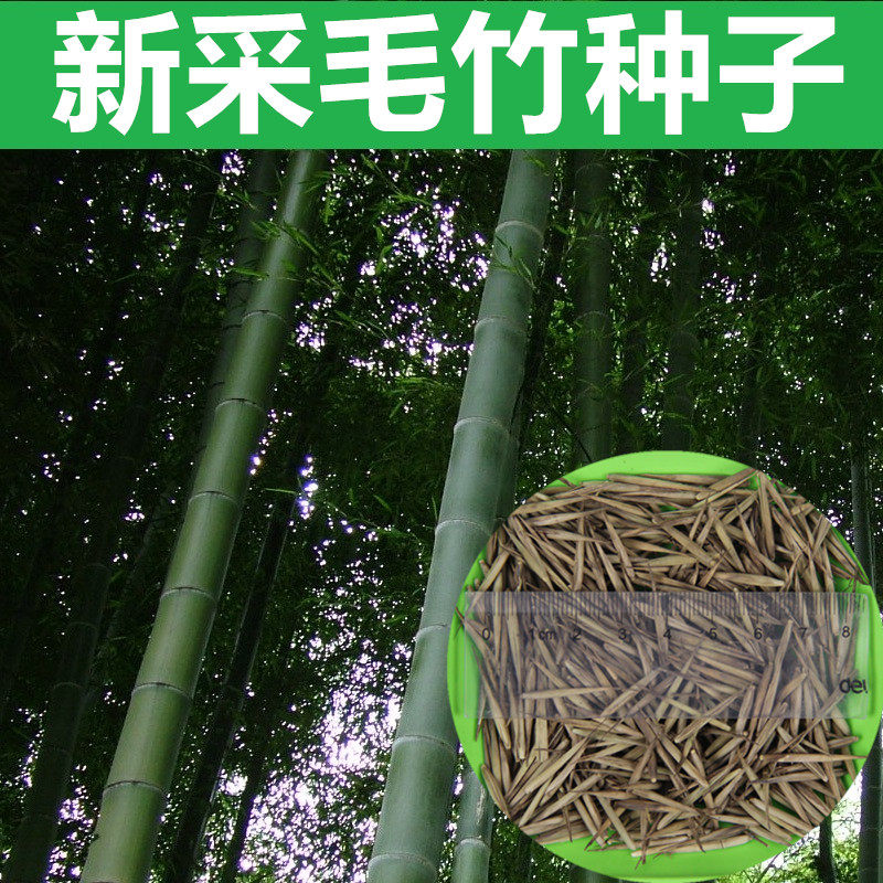 新采竹子种子 毛竹种子 雷竹 紫竹种子 青竹种子 大型竹 楠竹种子