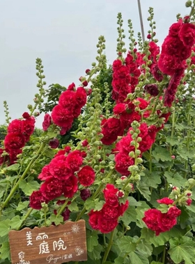 大花重瓣蜀葵种子桃子与梦多年生进口宿根花园庭院花卉花籽花期长